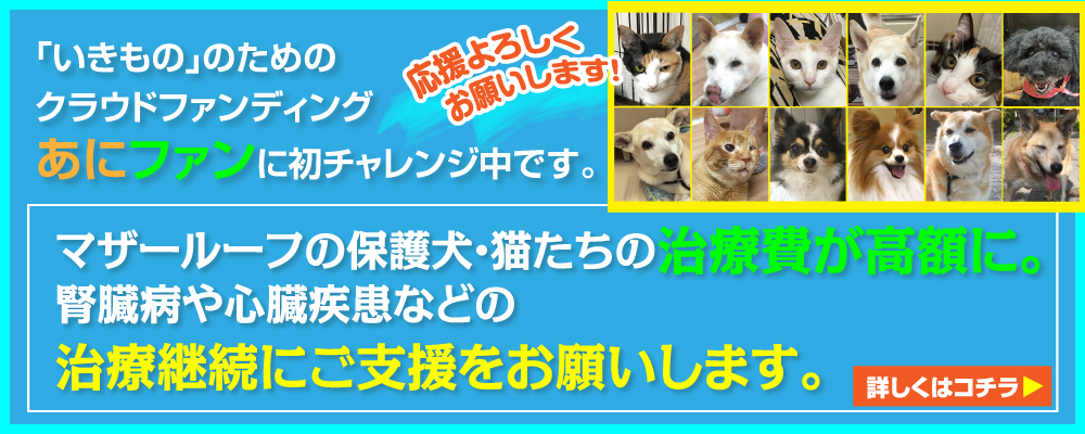 「いきもの」のためのクラウドファンディング「あにファン」に初チャレンジ中です