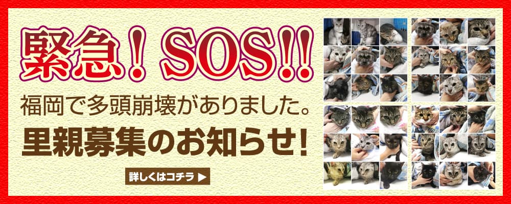 里親募集のお知らせ