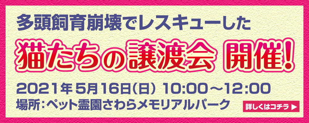 猫たちの譲渡会開催