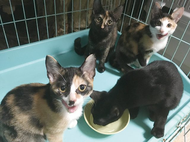ハチミツの子猫