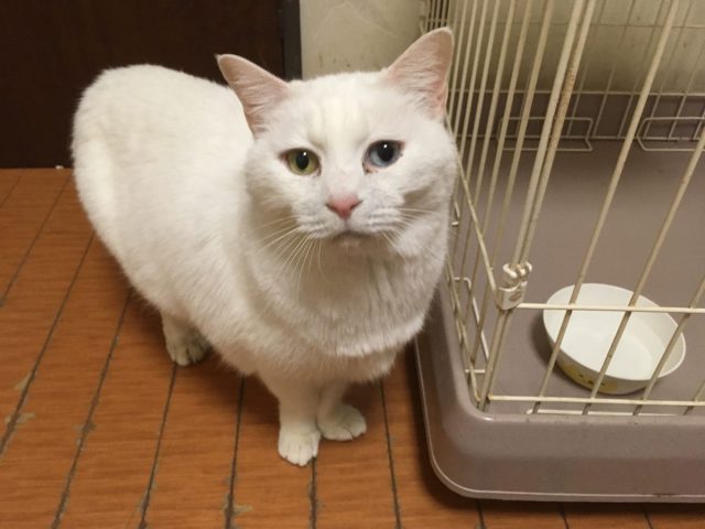 クリス