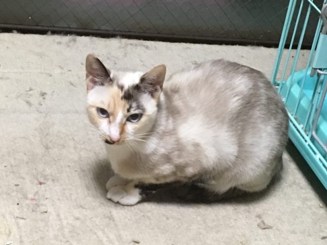 ハチミツと子猫たち