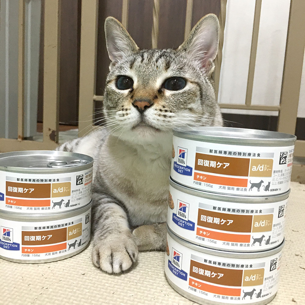 マオ