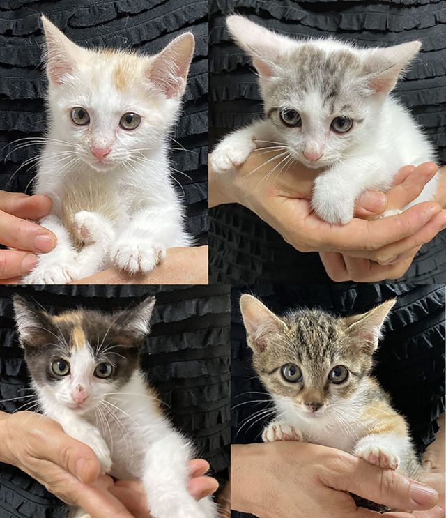 仔猫,保護猫,里親,募集,寄付,お願い,支援