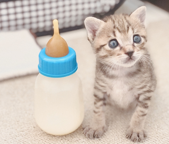保護猫,赤ちゃん猫,ミルク,世話,保護団体,相談,ミルク