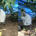 庭に新規白猫が！全部地域猫にしたのに何故？