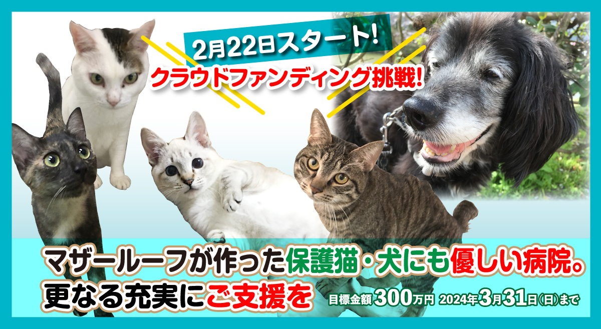 保護猫・犬にも優しい病院。更なる充実にご支援を | 特定非営利