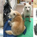 動物病院で保護犬を引き取った人の言葉が胸に刺さった