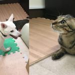 同居中のマザールーフの犬と猫は追いかけっこで遊んでいます