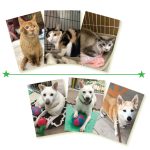 物資のご支援もお願いしています