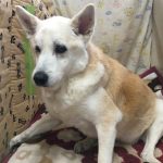 高齢の大型犬のサポートや病気の介護はとても大変です