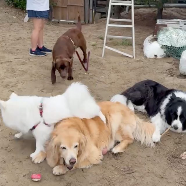 ラブラドール