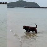 ＜続＞里親さん募集中の4頭のラブラドールに里親希望者！