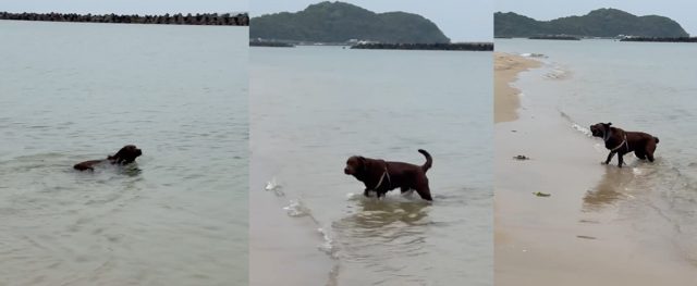 ラブラドール