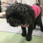 急性腎不全かも？と診断されたベリーは元気を取り戻しました。