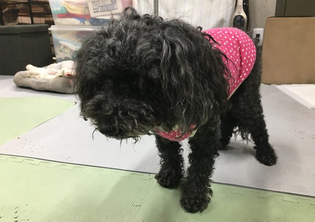 ベリー