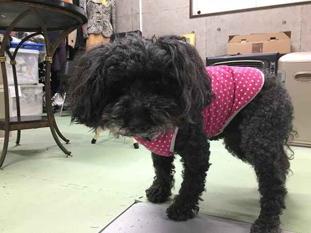 ベリー