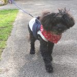 高齢犬ベリー16歳の急性腎不全の回復日記