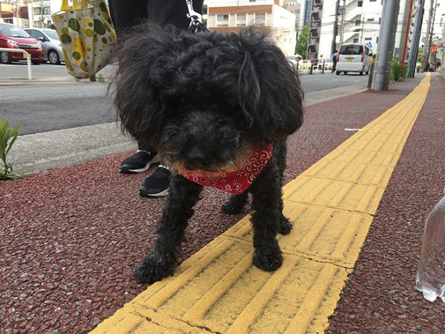 ベリー