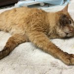動物たちが薬を飲んでも回復や改善が見られない場合は？