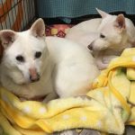 誰にでもある危険！愛犬や愛猫が逃げ出さないよう注意しましょう