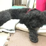 病魔が次々とベリーを襲う！それも危ない病状に！ 〜 後編 〜