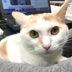 ラディッシュ