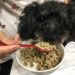 瀕死の状態から改善したと思われたベリーは腎臓の数値が悪化