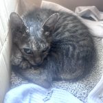 左大腿骨を骨折した生後3ヶ月の子猫の里親さん募集の相談