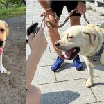 ボランティアさんたちがラブ2頭の散歩に来てくださいました