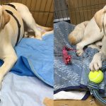 大型ラブラドールレトリバー2頭。それぞれの治療を開始！