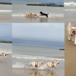 初めての海に大はしゃぎ！全力疾走で嬉しさ爆発の2頭です
