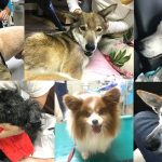 愛犬を見送った悲しみはみんな同じ気持ちです