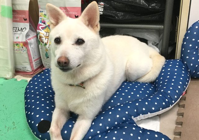 保護犬アンジー