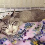 白血病キャリアのレオンが激やせ！病院へ