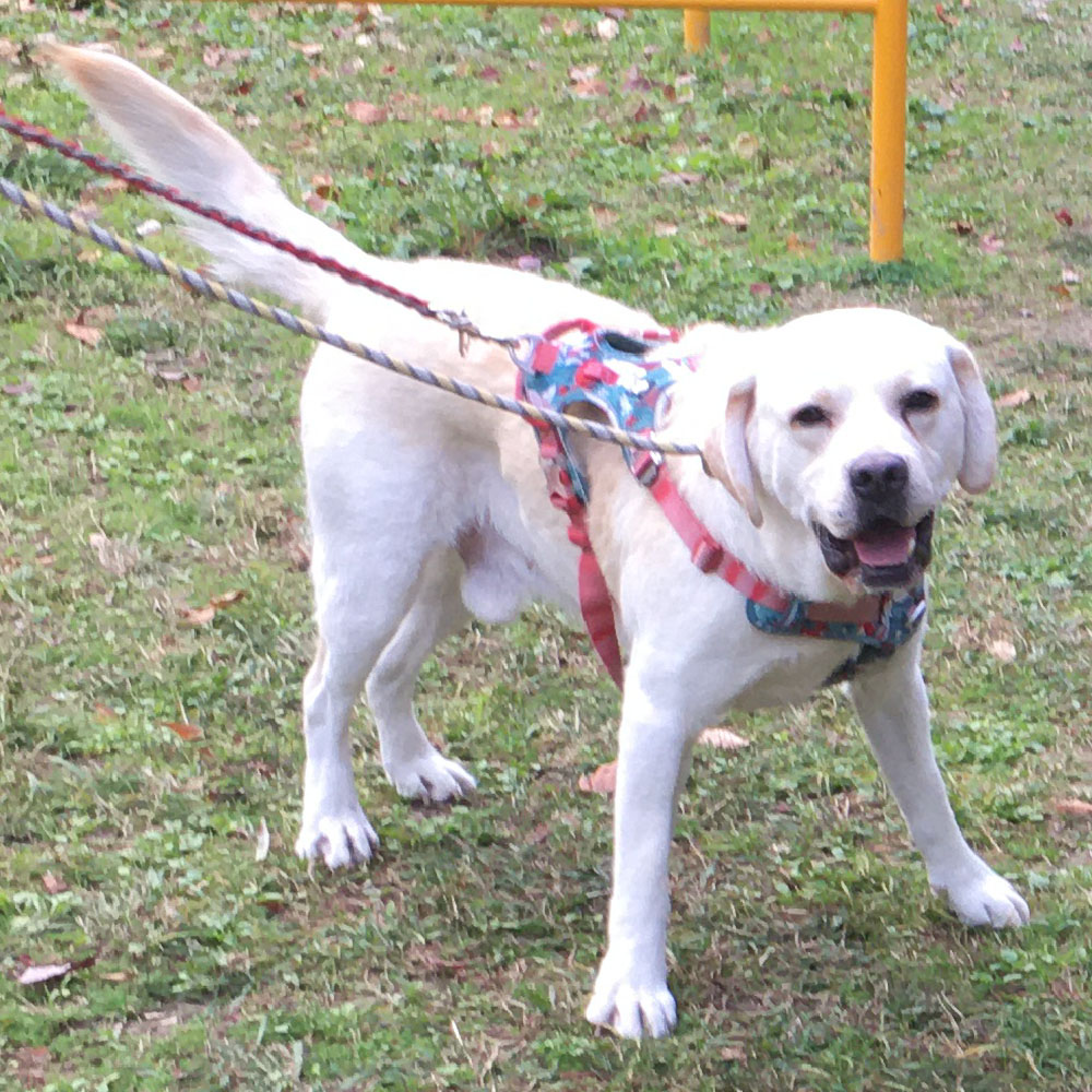 シャイン  4歳　里親募集中！