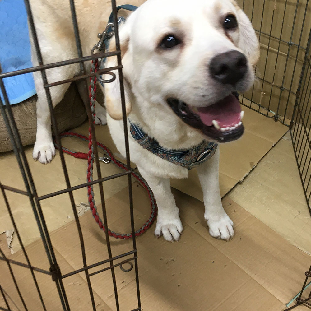 シャイン  4歳　里親募集中！