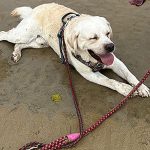 シャイン  4歳　里親募集中！