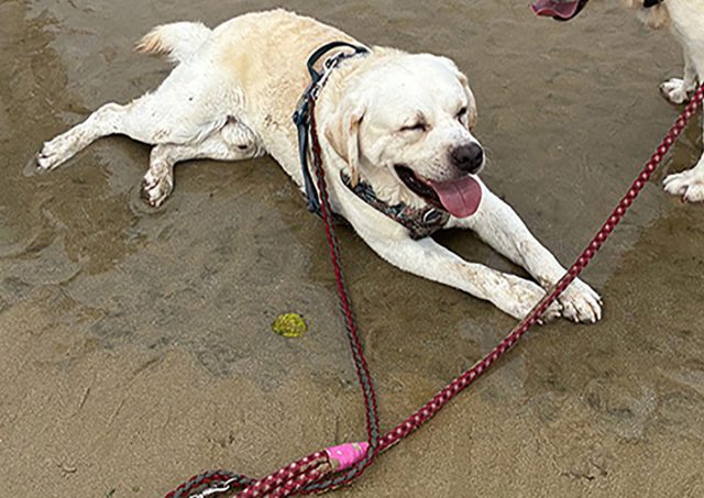 保護犬シャイン