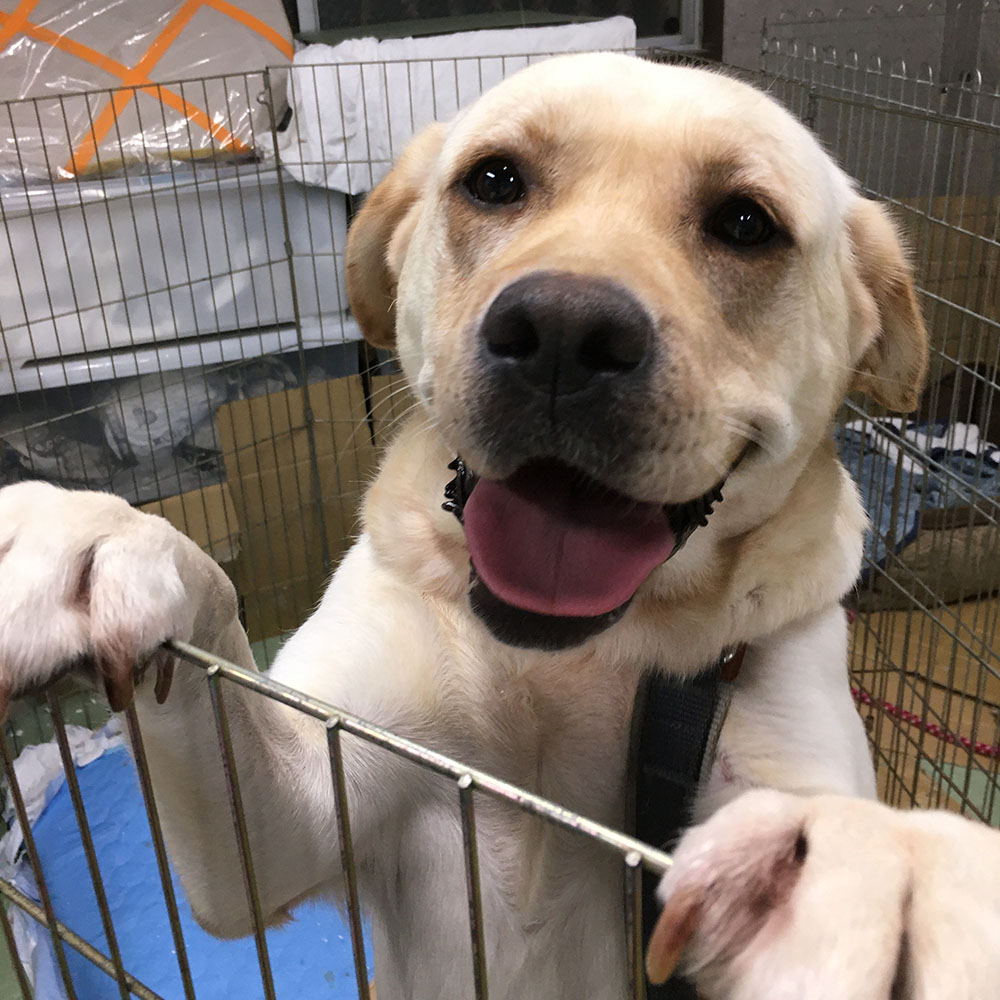 ティーティ  3歳　里親募集中！