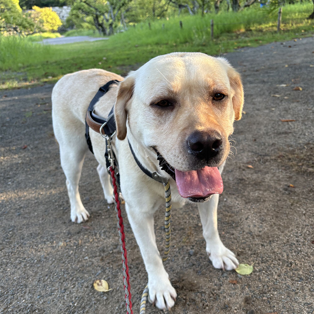 ティーティ  3歳　里親募集中！