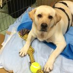 ティーティ  3歳　里親募集中！