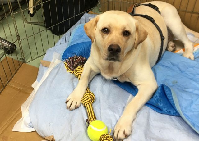 保護犬ティーティ