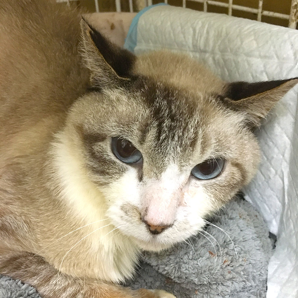 白血病キャリア猫レオン