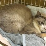 回復中の白血病キャリアのレオンは少しふっくらしてきました