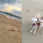 冬の海に行きました！思いっきり走って楽しさ爆発の2頭です